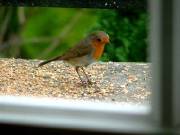 petit rouge gorge par man'Annie